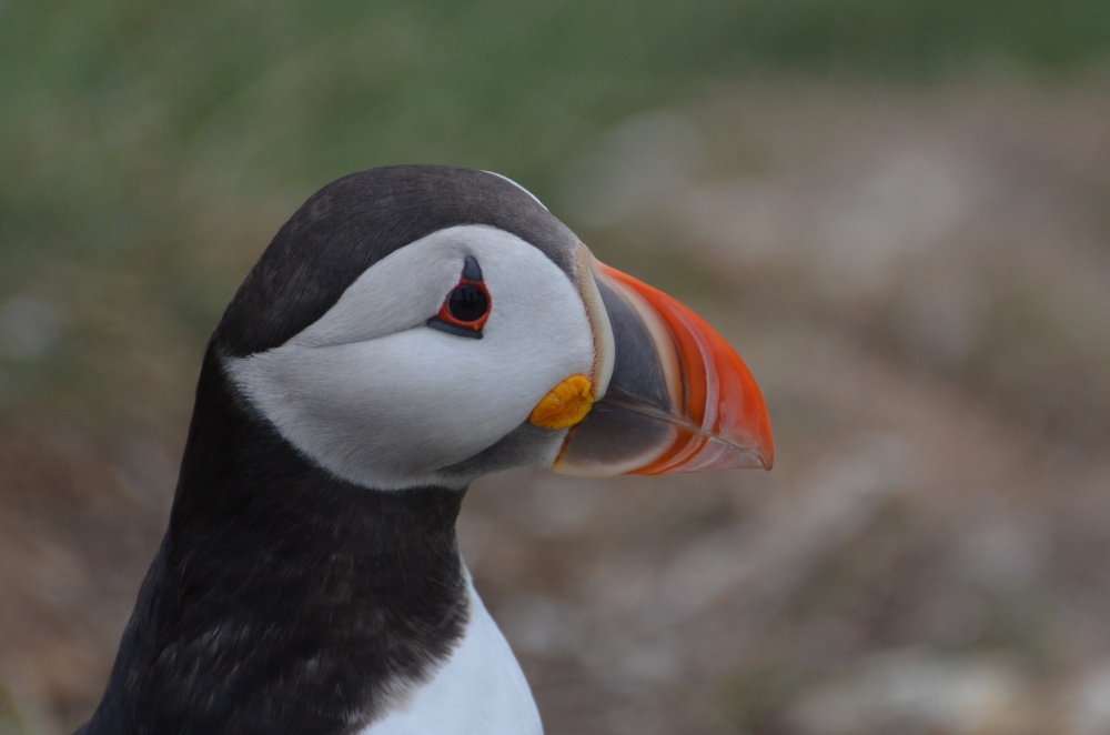 Puffin, Staple Island photo by Jez Taylor