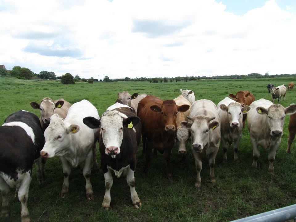 Irthlingborough farming