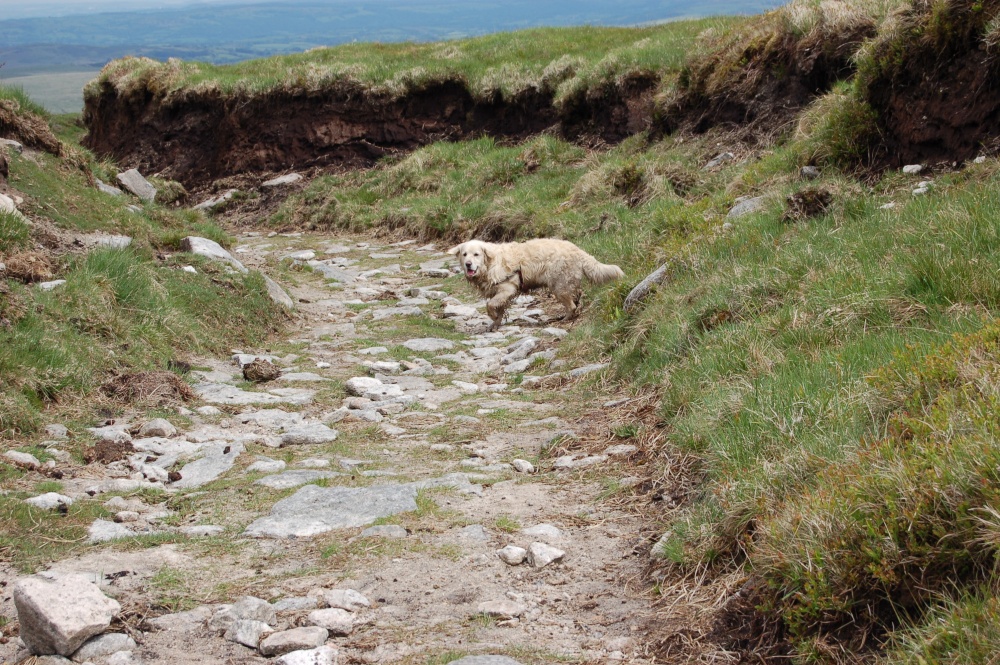 Dartmoor