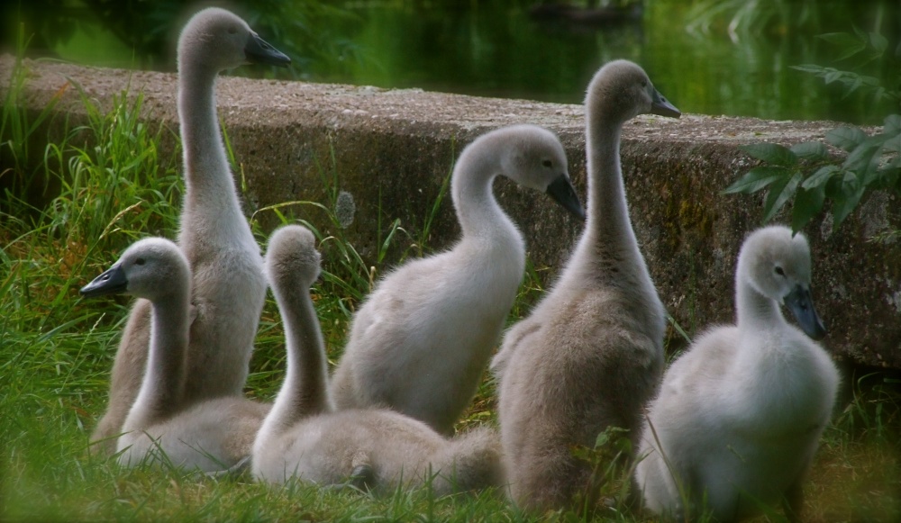 Photograph of Signets on Grantham canal Gamston Nottingham