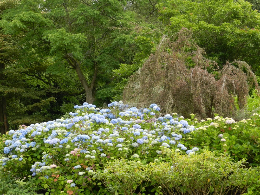 Wakehurst Place 24 June 2011