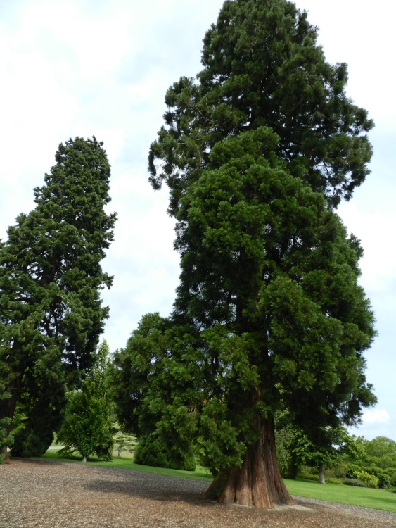 Wakehurst Place 24 June 2011