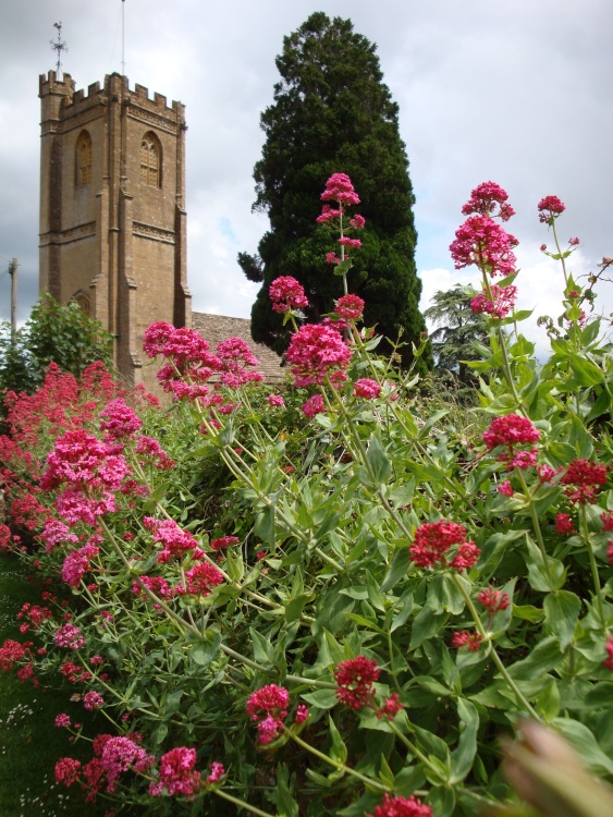 Montacute June 2008