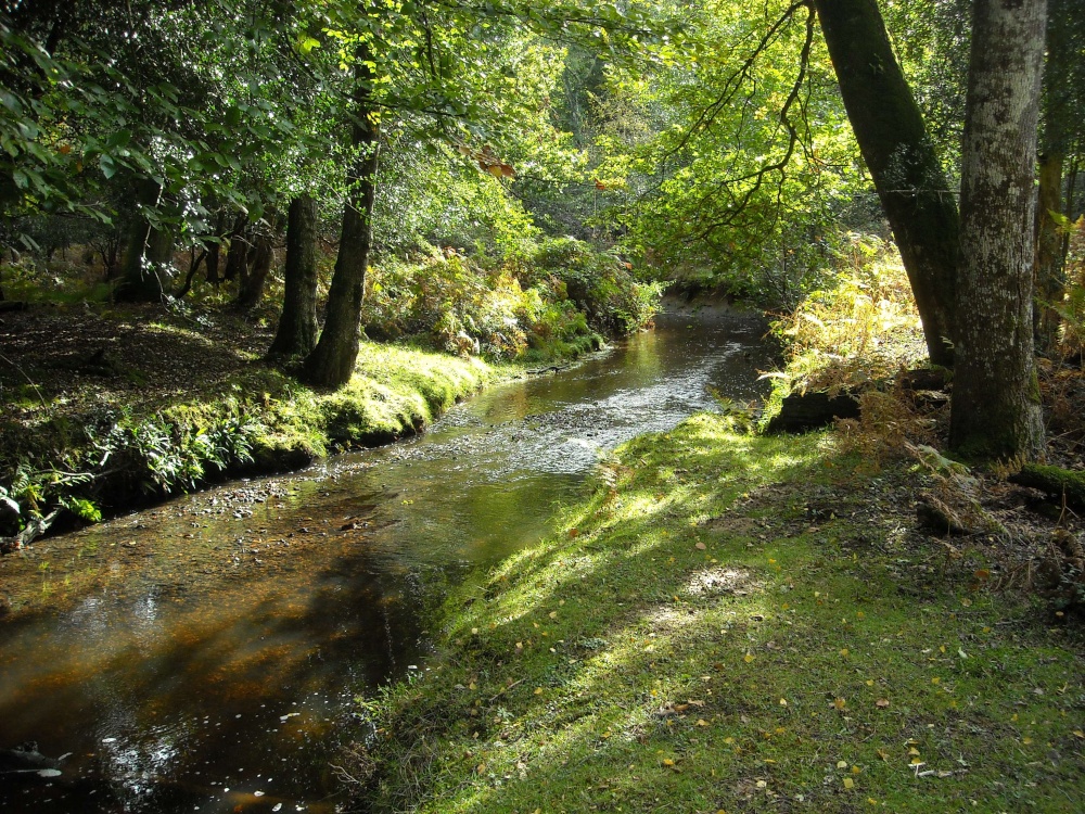 The New Forest