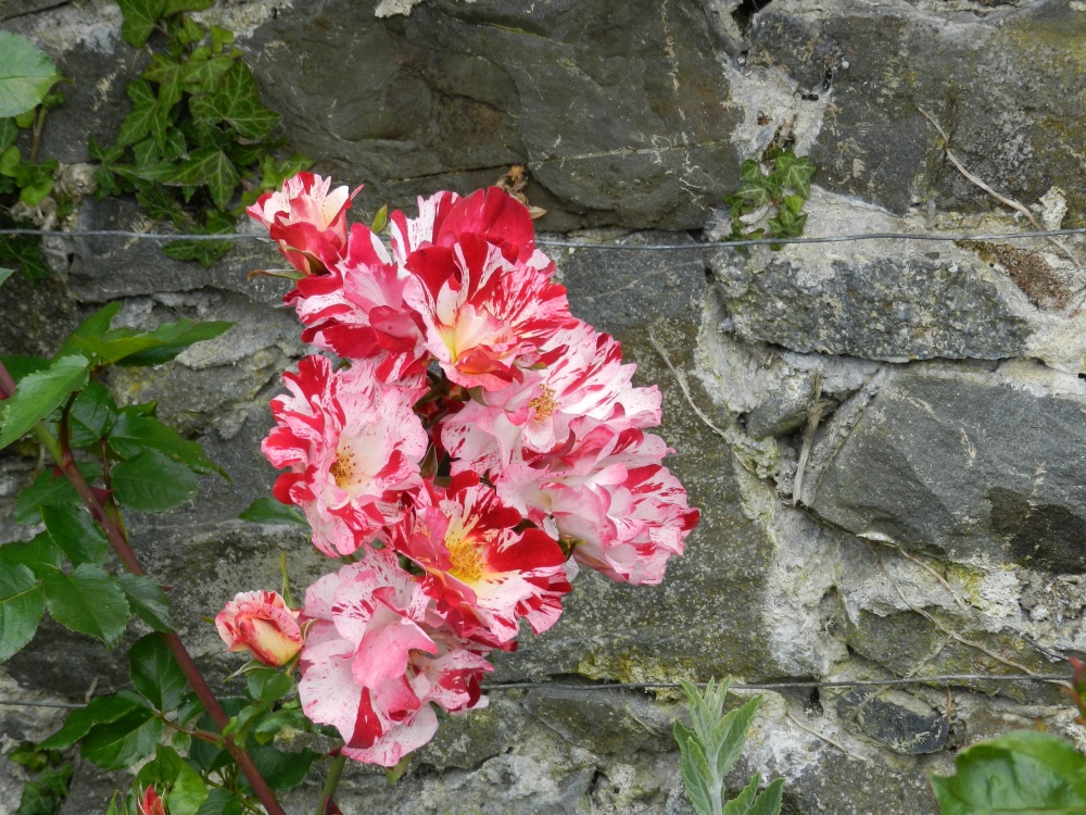 Bodnant Garden, June 2011