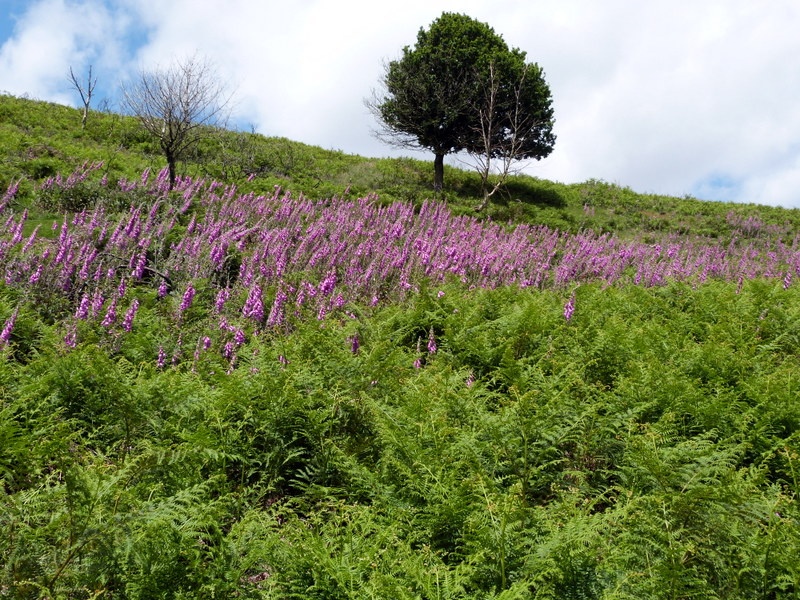 Quantock Hills