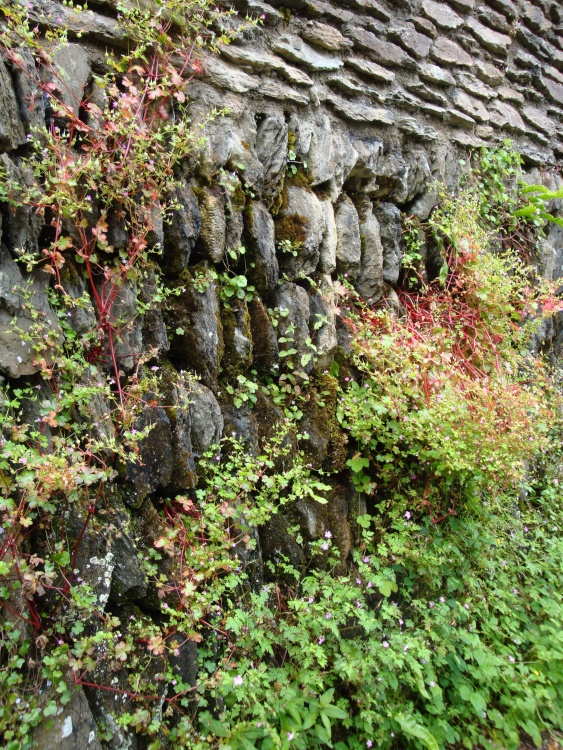 Lynton and Lynmouth, June 2009