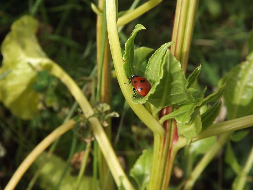 Ladybird from Shornemeade Fort Gravesend Kent