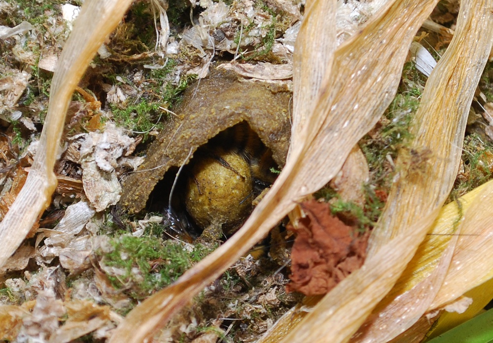 Bumble Bee Nest At Roker