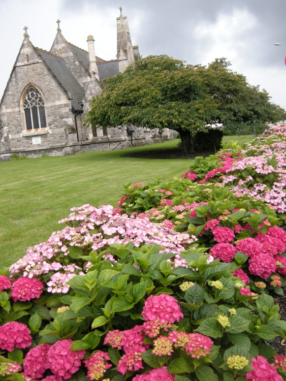 Hydrangea display at Coxheath Church, Kent