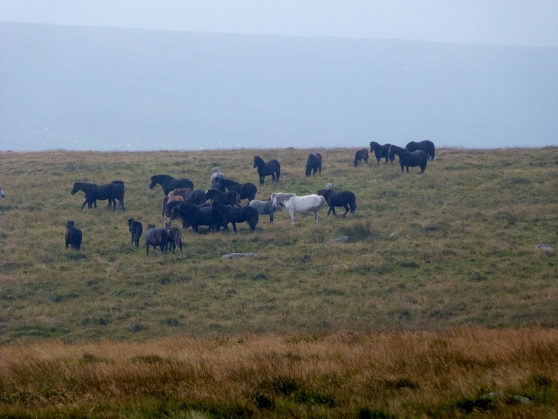 Dartmoor