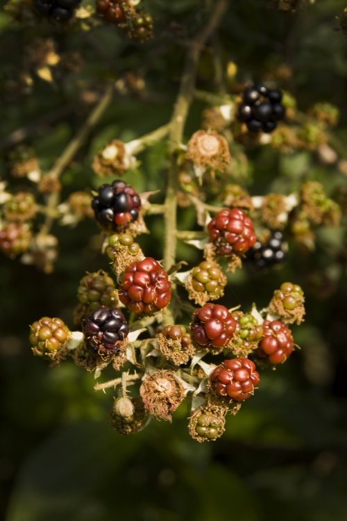 Blackberries