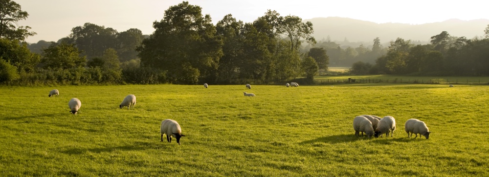 Ambleside Sheep 1