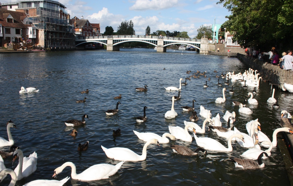 A view of Windsor