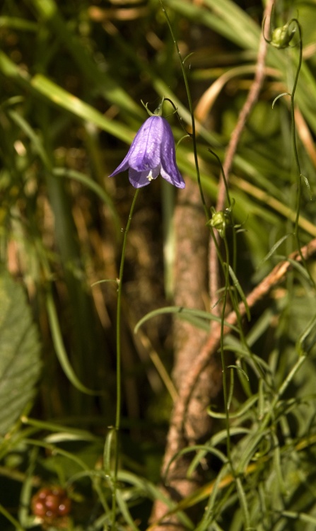 Blue Campanula in Ambleside?