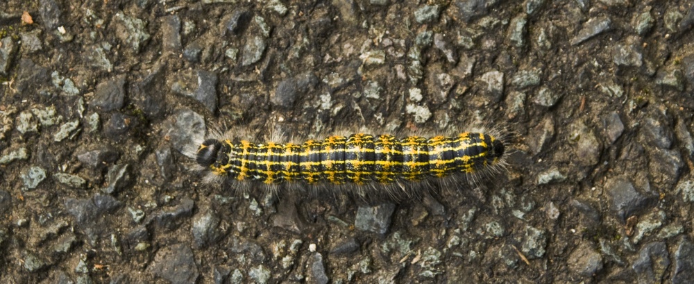 Why did the caterpillar cross the road?