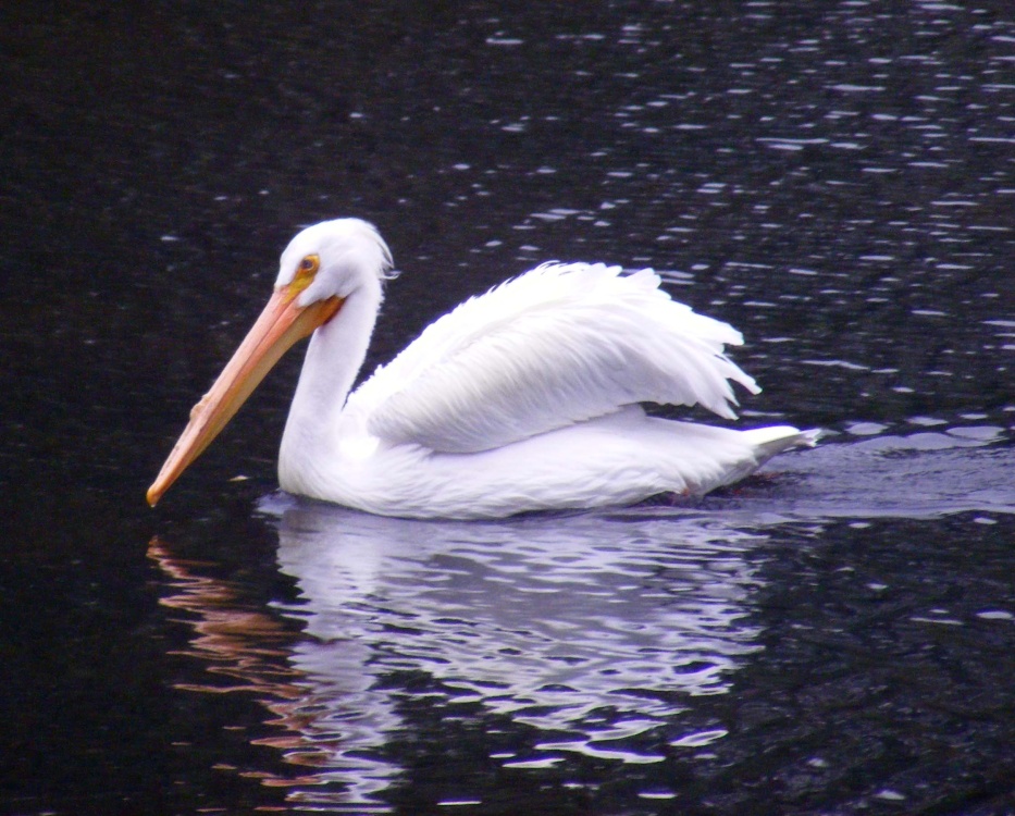 Pelican at St James Park, London