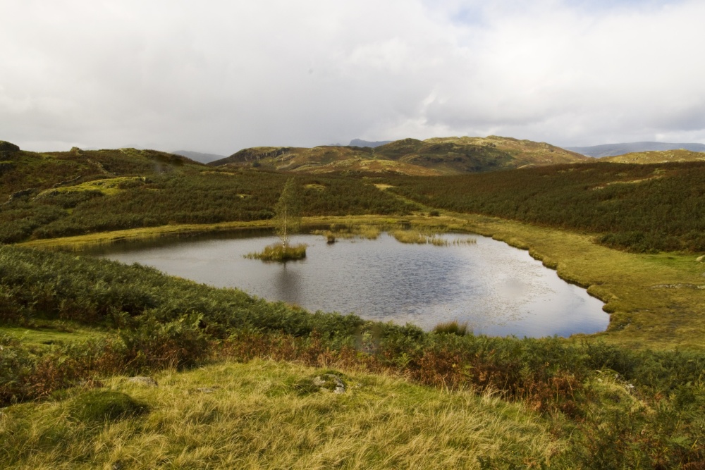 Lily tarn again