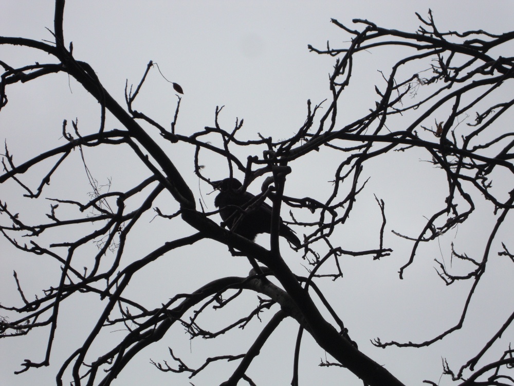 Wintry Silhouette in St James' Park, London