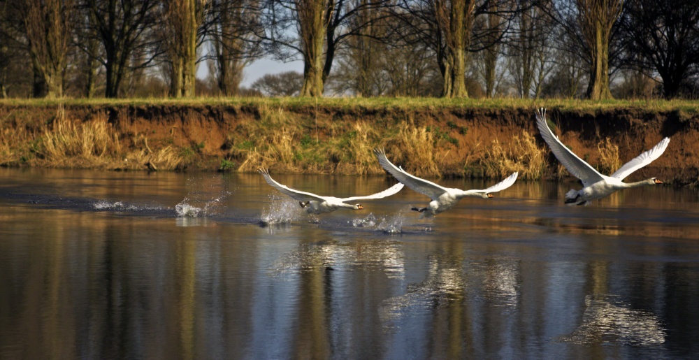 Photograph of Up, up and away, River Trent