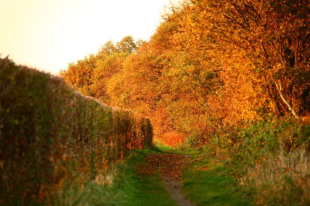 Autumn in Linear Park, Rainford