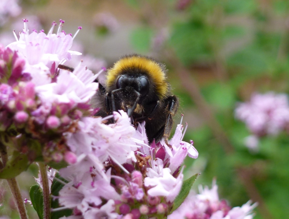 Photograph of Garden Visitor 01