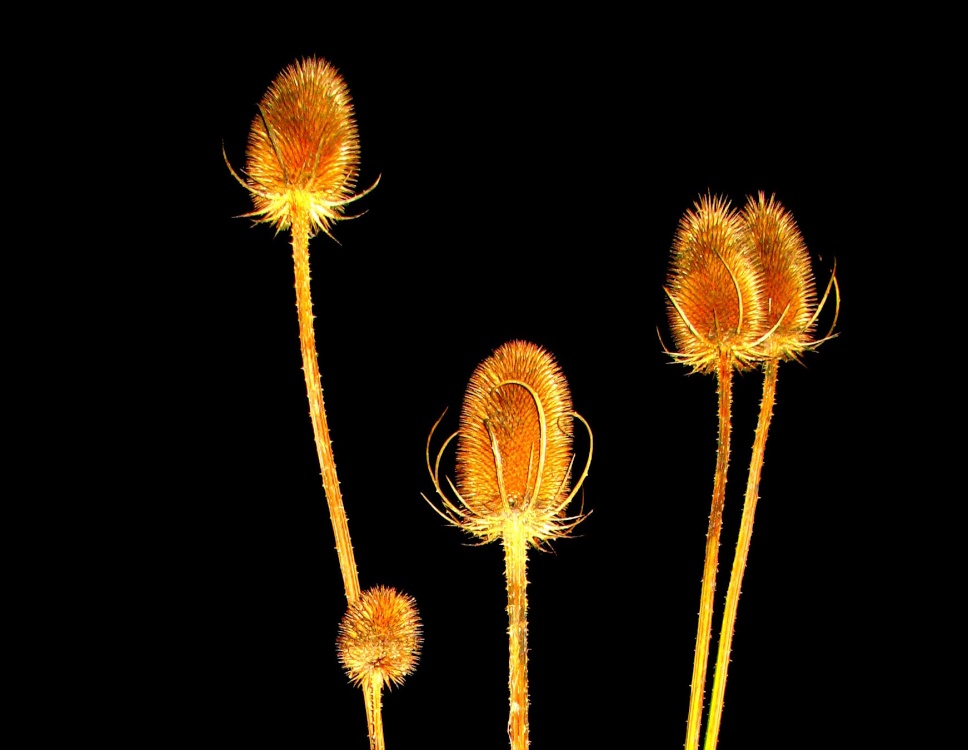Photograph of Teasel Time at night