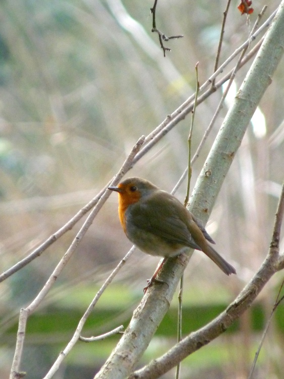 Robin in our Thurmaston garden