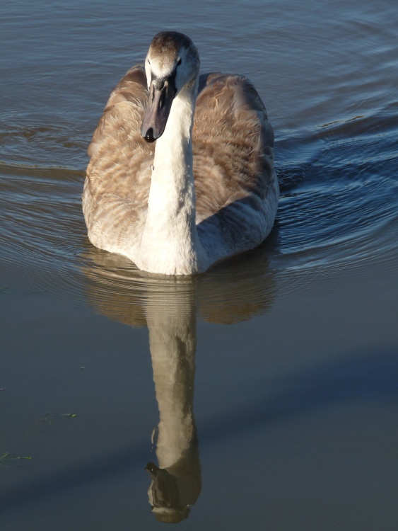 Birds on the River Soar Thurmaston