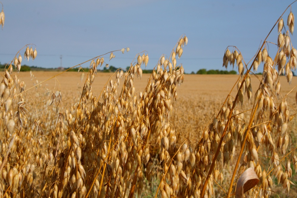 Cornfield, Wantage