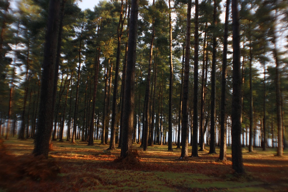 Cannock Chase