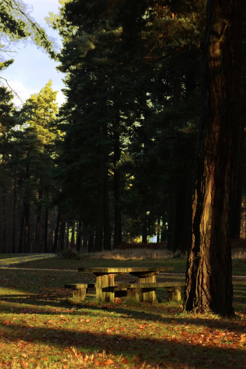 Cannock Chase