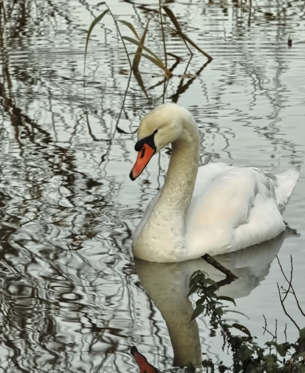 Attenborough Nature Reserve