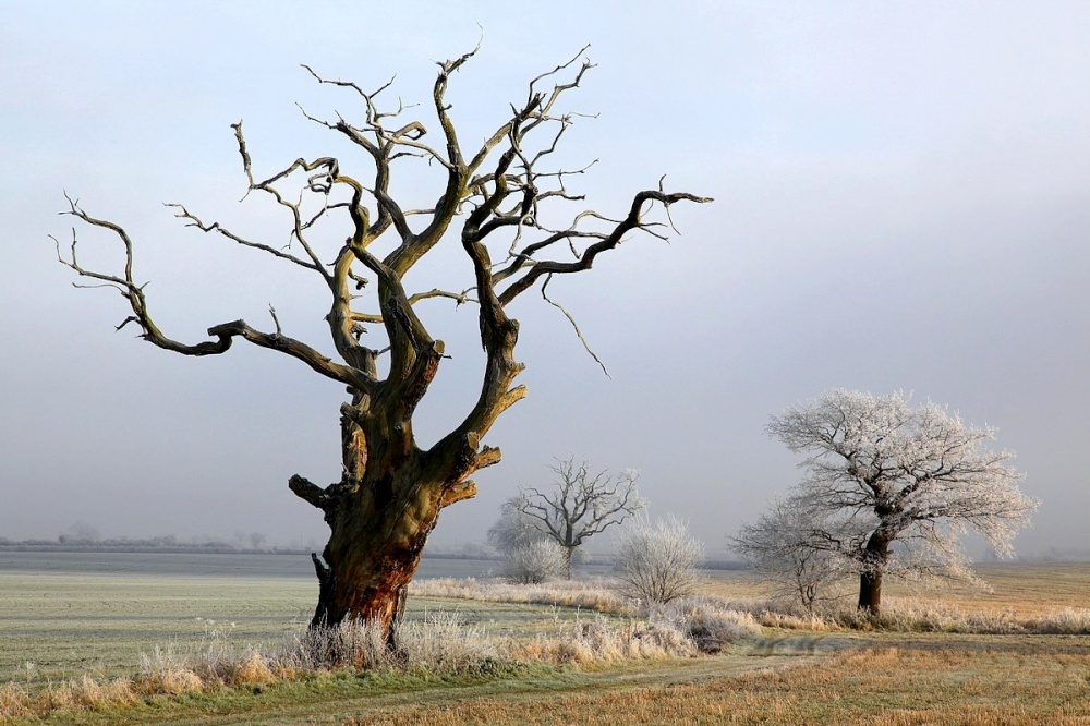 Photograph of Trees