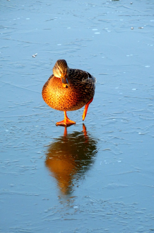 Birds on the frozen River Soar, Thurmaston