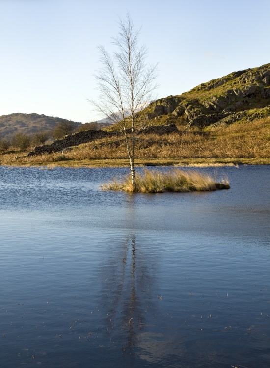 Lily Tarn again