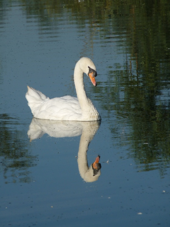 Watermead reflections