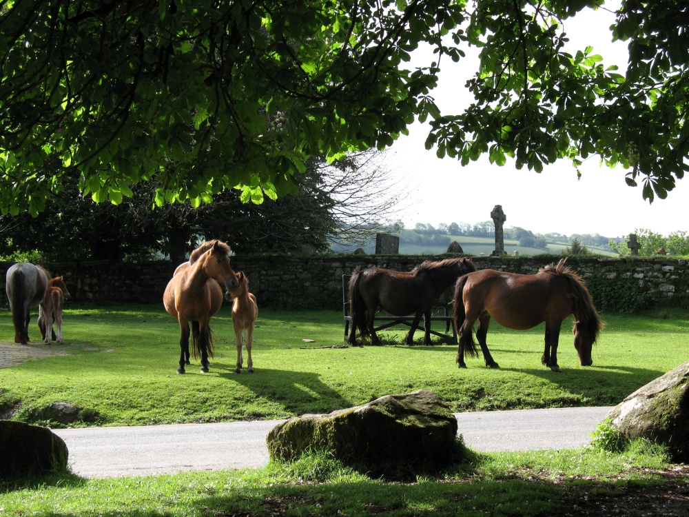 Photograph of Dartmoor ponies by Widecombe-in the-Moor Church