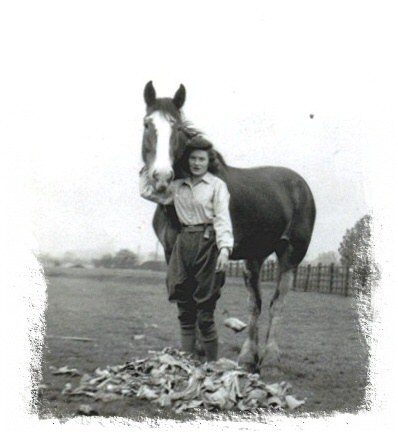 Farm Horse