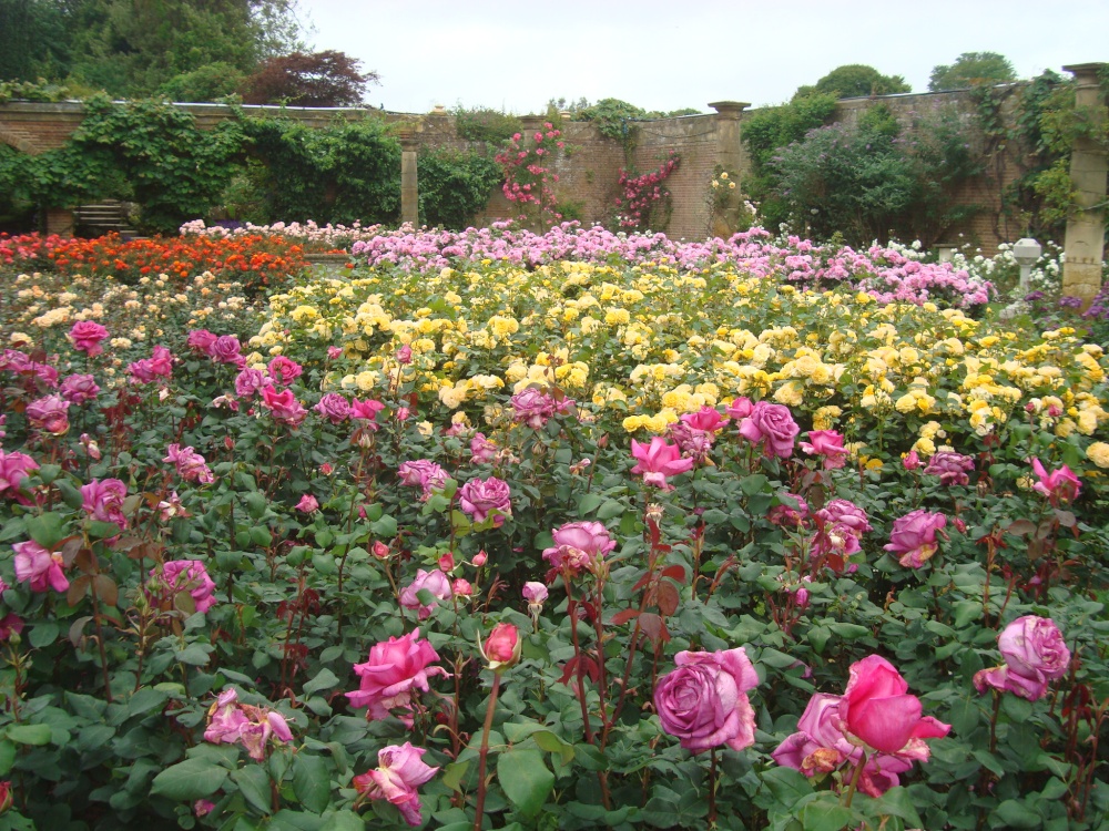 Rose Garden