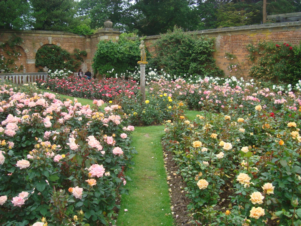 Rose Garden