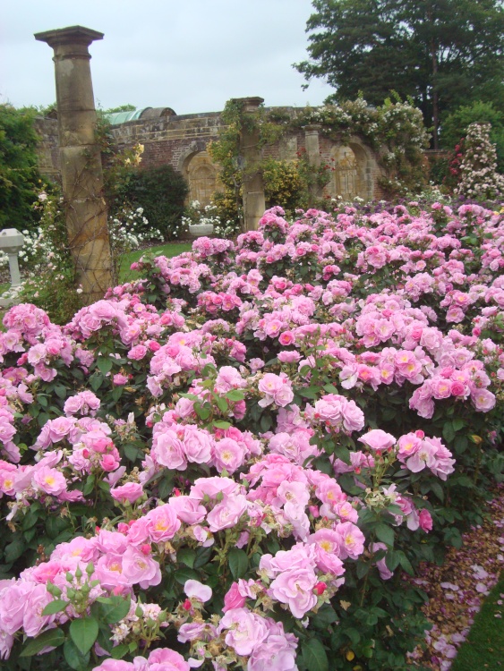 Rose Garden