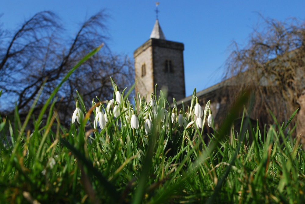 Photograph of First Signs Of Spring At Whitburn