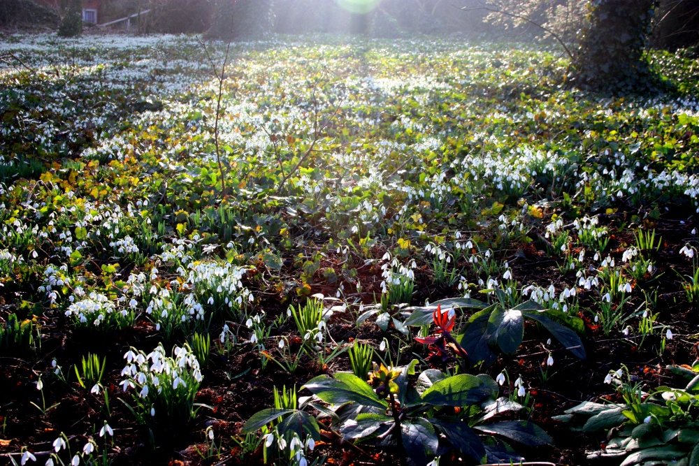 At Walsingham Abbey photo by Raymond Thurlby