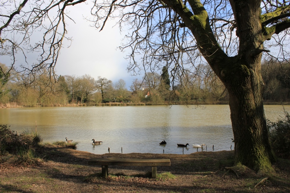 Life on the Pond