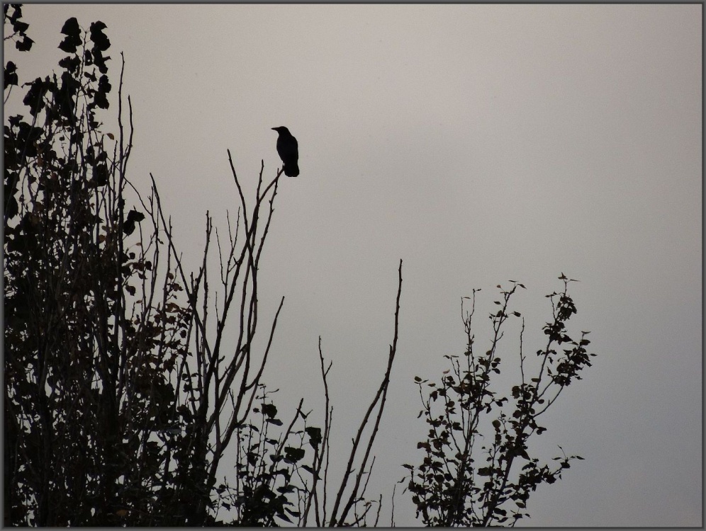 Late evening silhouette