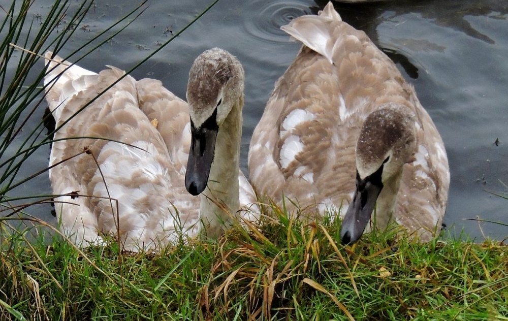 Two Youngsters