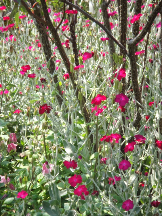 Leeds Castle Gardens, Maidstone