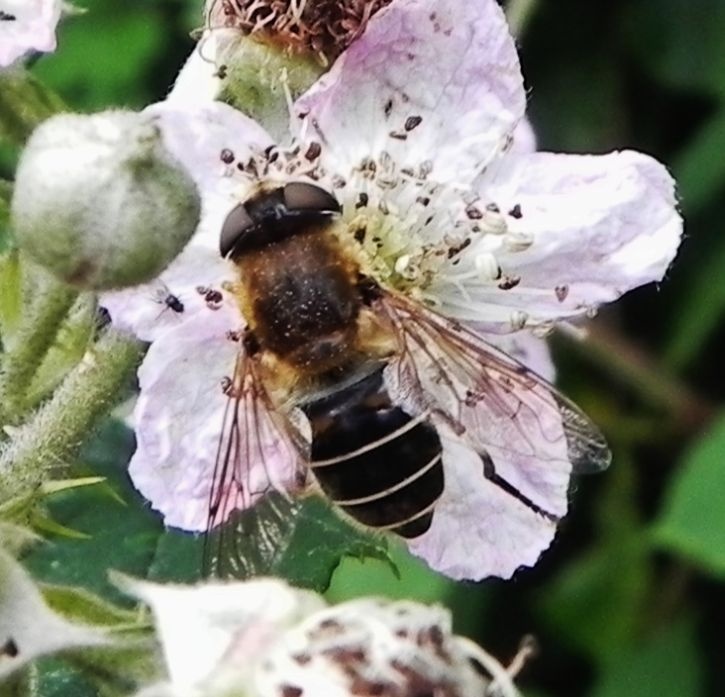 Hoverfly