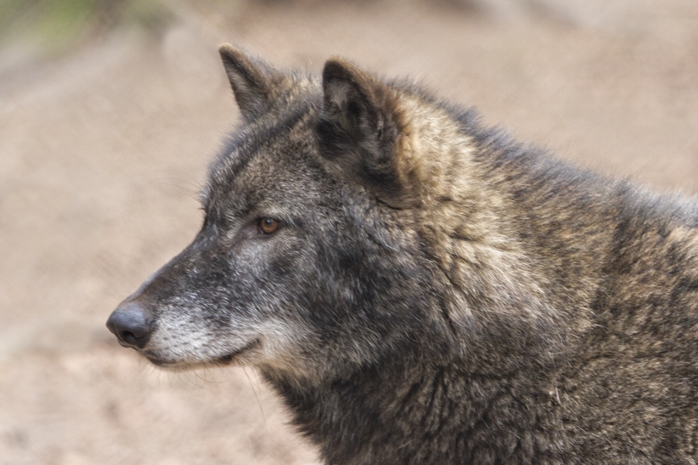 Ashurst, New Forest Wildlife Park